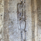 Imagen para el artículo titulado Encuentran un caballo sin cabeza enterrado en un cementerio medieval